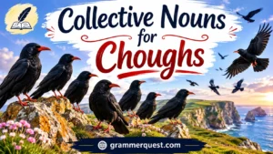 Collective Nouns for Choughs