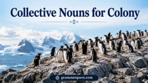 Collective Nouns for Colony