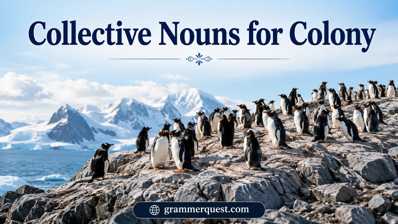 Collective Nouns for Colony