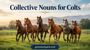 Collective Nouns for Colts
