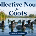Collective Nouns for Coots