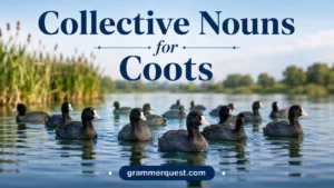 Collective Nouns for Coots