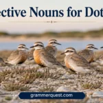 Collective Nouns for Dotterels