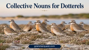 Collective Nouns for Dotterels