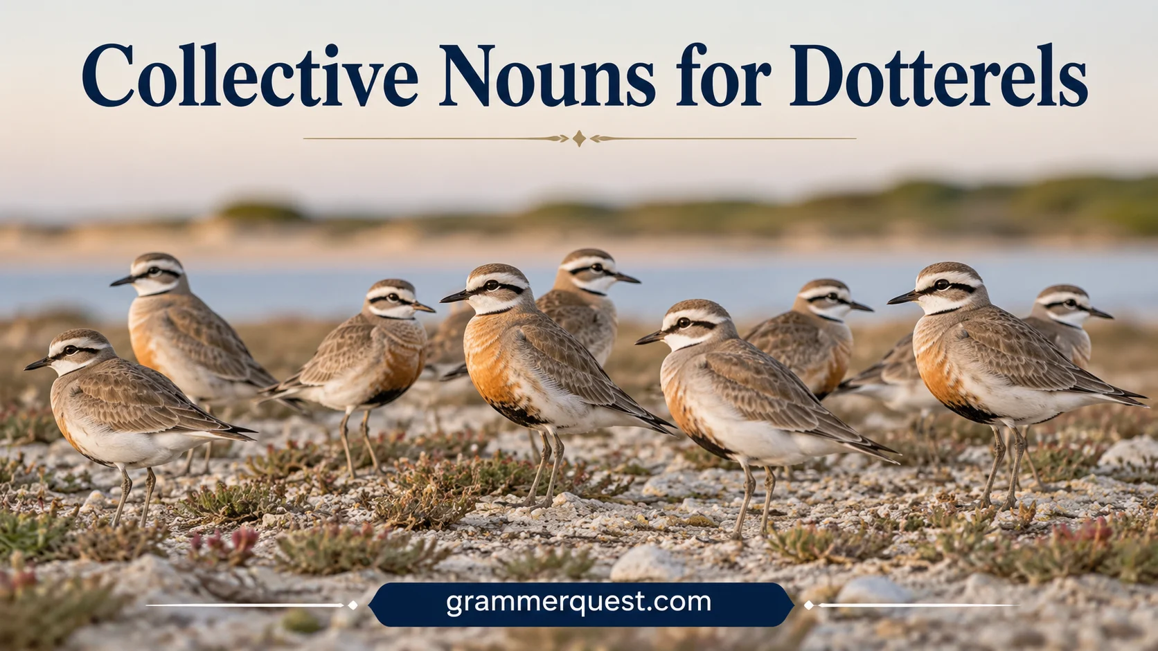 Collective Nouns for Dotterels