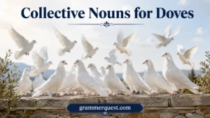 Collective Nouns for Doves