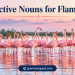 Collective Nouns for Flamingoes