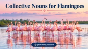 Collective Nouns for Flamingoes