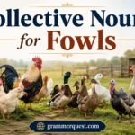 Collective Nouns for Fowls
