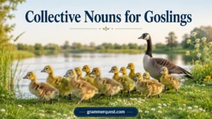 Collective Nouns for Goslings