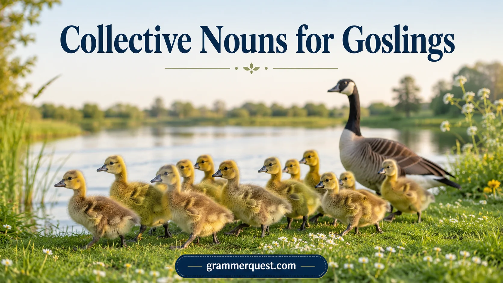 Collective Nouns for Goslings