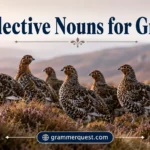 Collective Nouns for Grouse