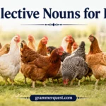 Collective Nouns for Hen 