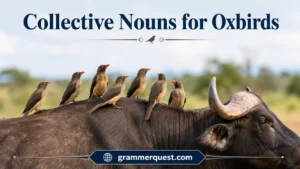 Collective Nouns for Oxbirds