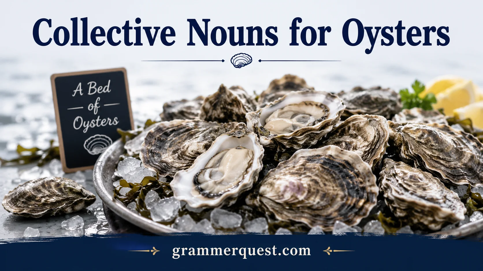 Collective Nouns for Oysters
