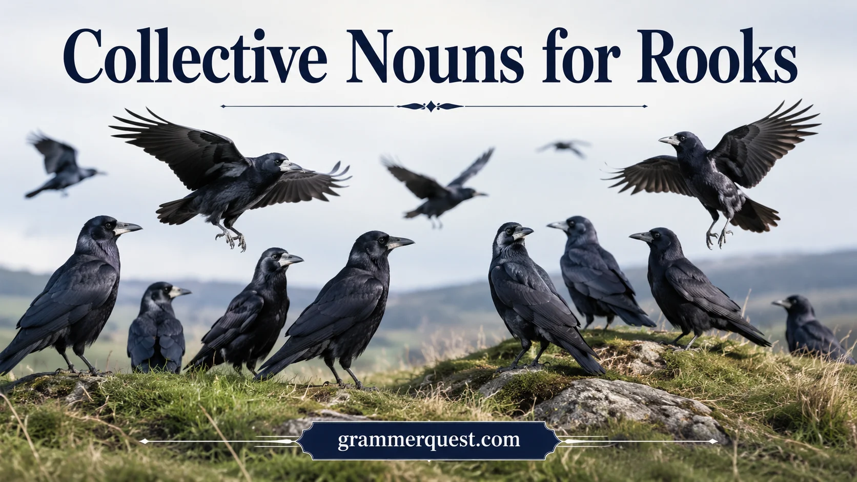 Collective Nouns for Rooks
