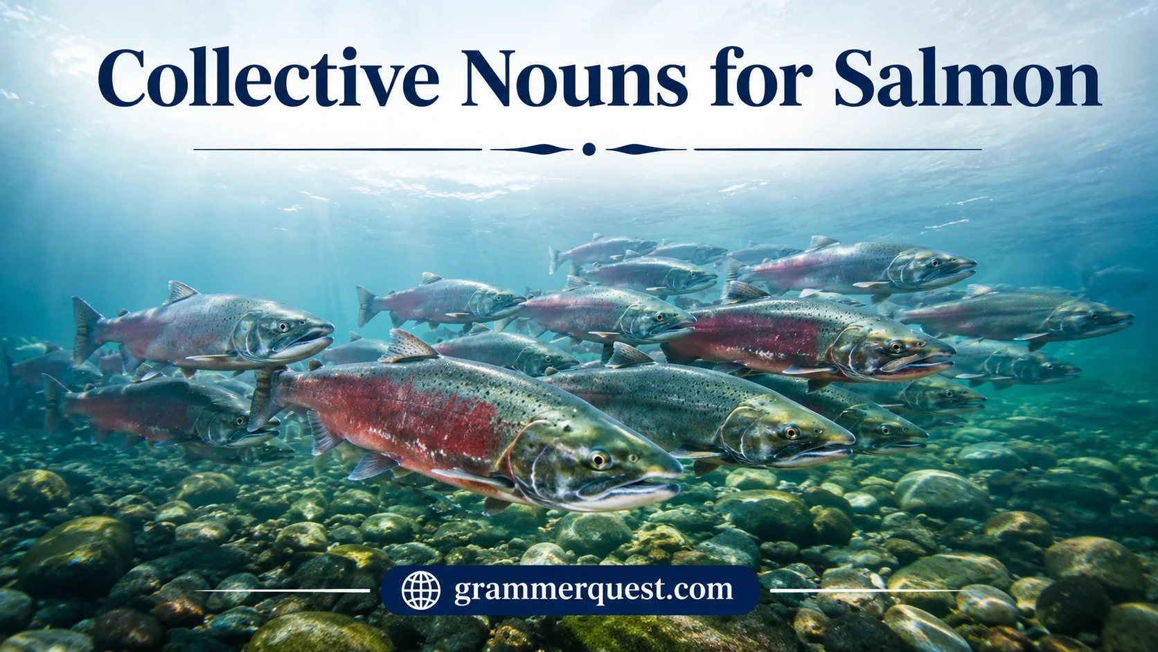 Collective Nouns for Salmon