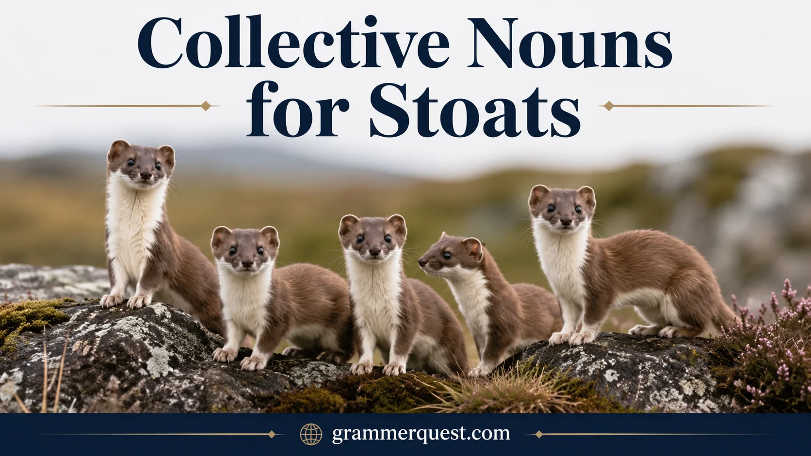 Collective Nouns for Stoats
