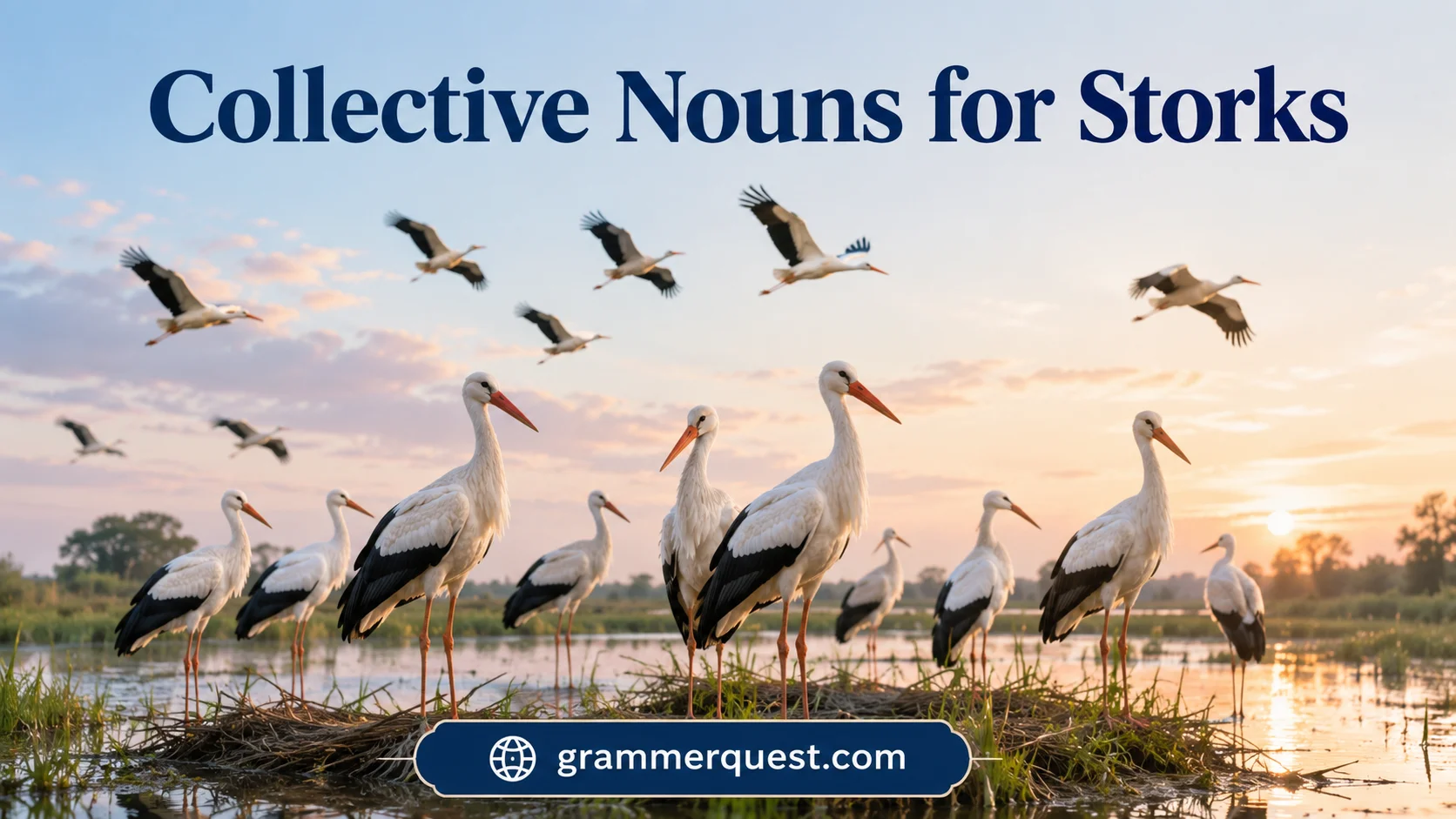 Collective Nouns for Storks