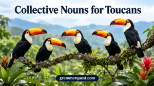 Collective Nouns for Toucans