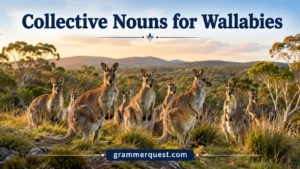 Collective Nouns for Wallabies