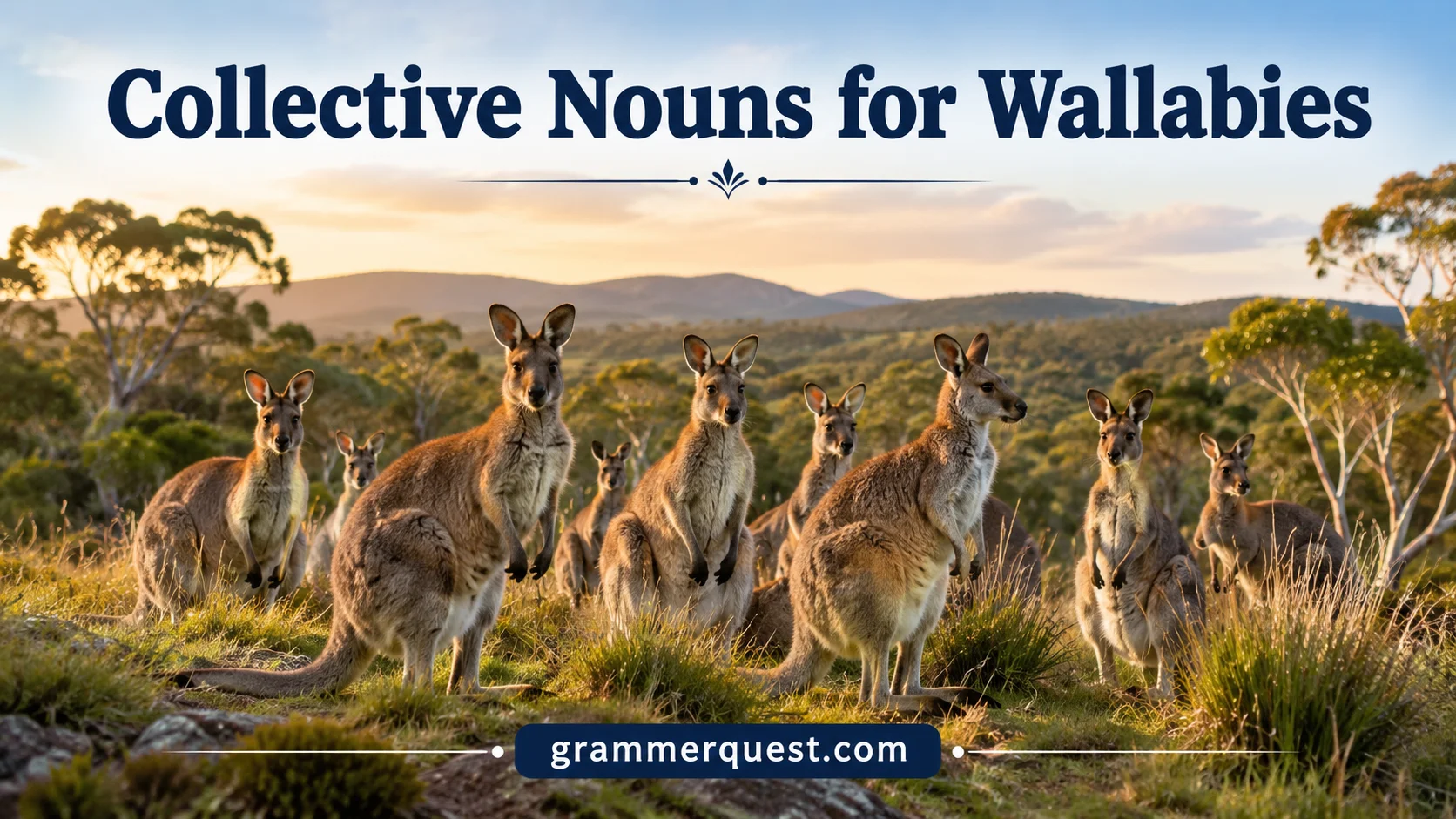Collective Nouns for Wallabies