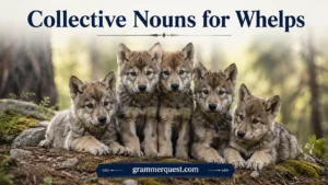 Collective Nouns for Whelps