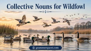 Collective Nouns for Wildfowl