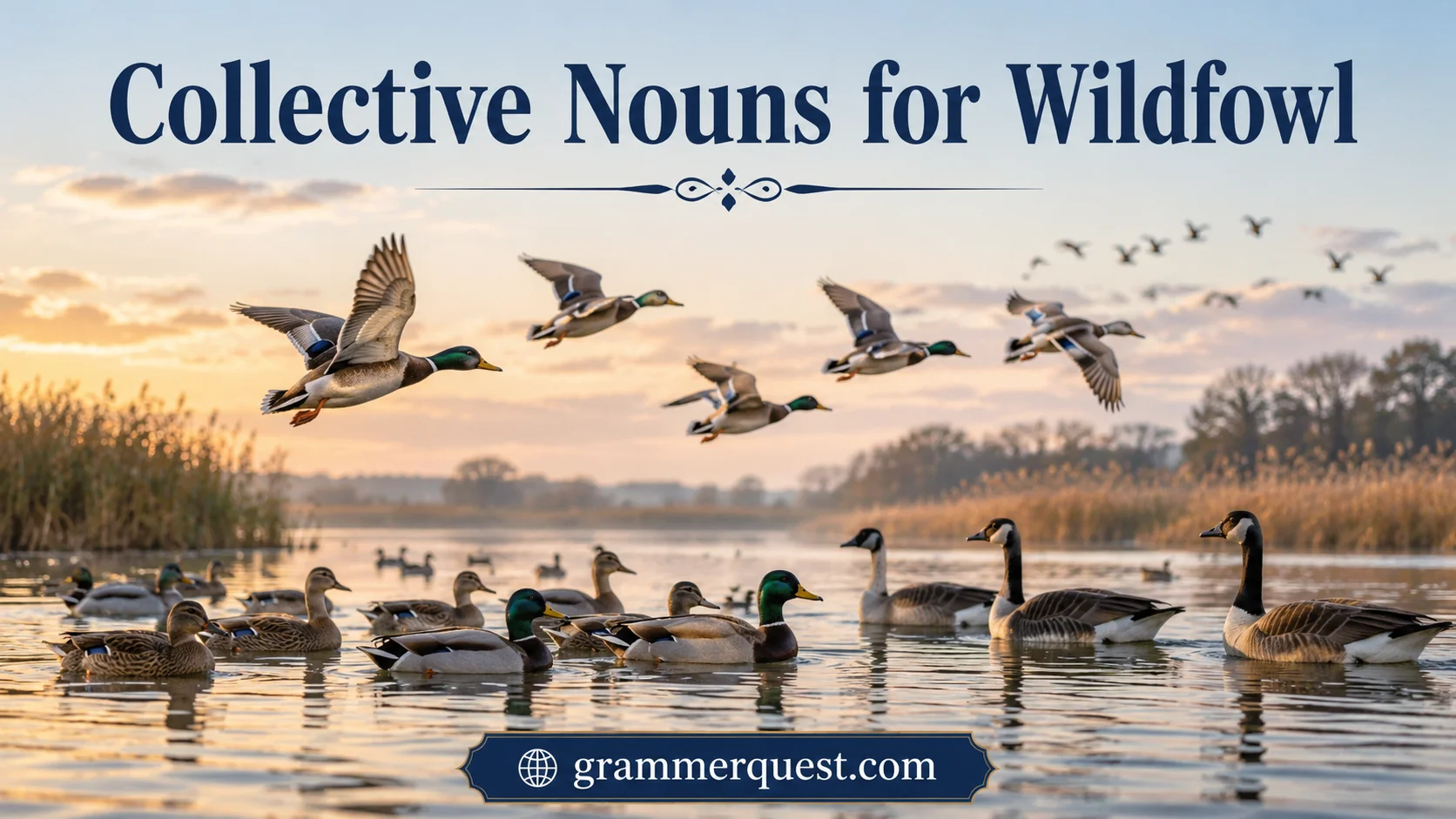 Collective Nouns for Wildfowl