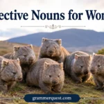 Collective Nouns for Wombats