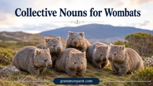 Collective Nouns for Wombats